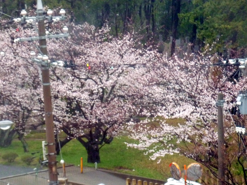 窓から見える桜