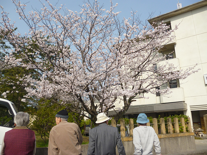 お花見