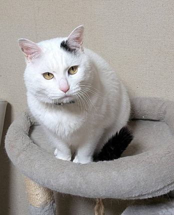 画像に alt 属性が指定されていません。ファイル名: image-6.png