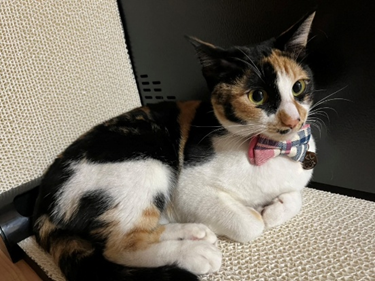 画像に alt 属性が指定されていません。ファイル名: image-7.png